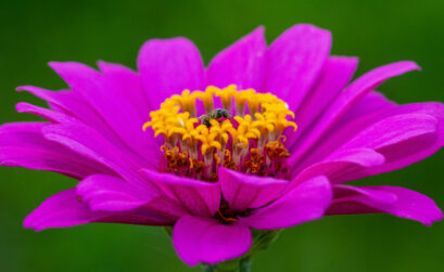 Créez un paradis floral dans votre jardin grâce aux jardinières sur-mesure