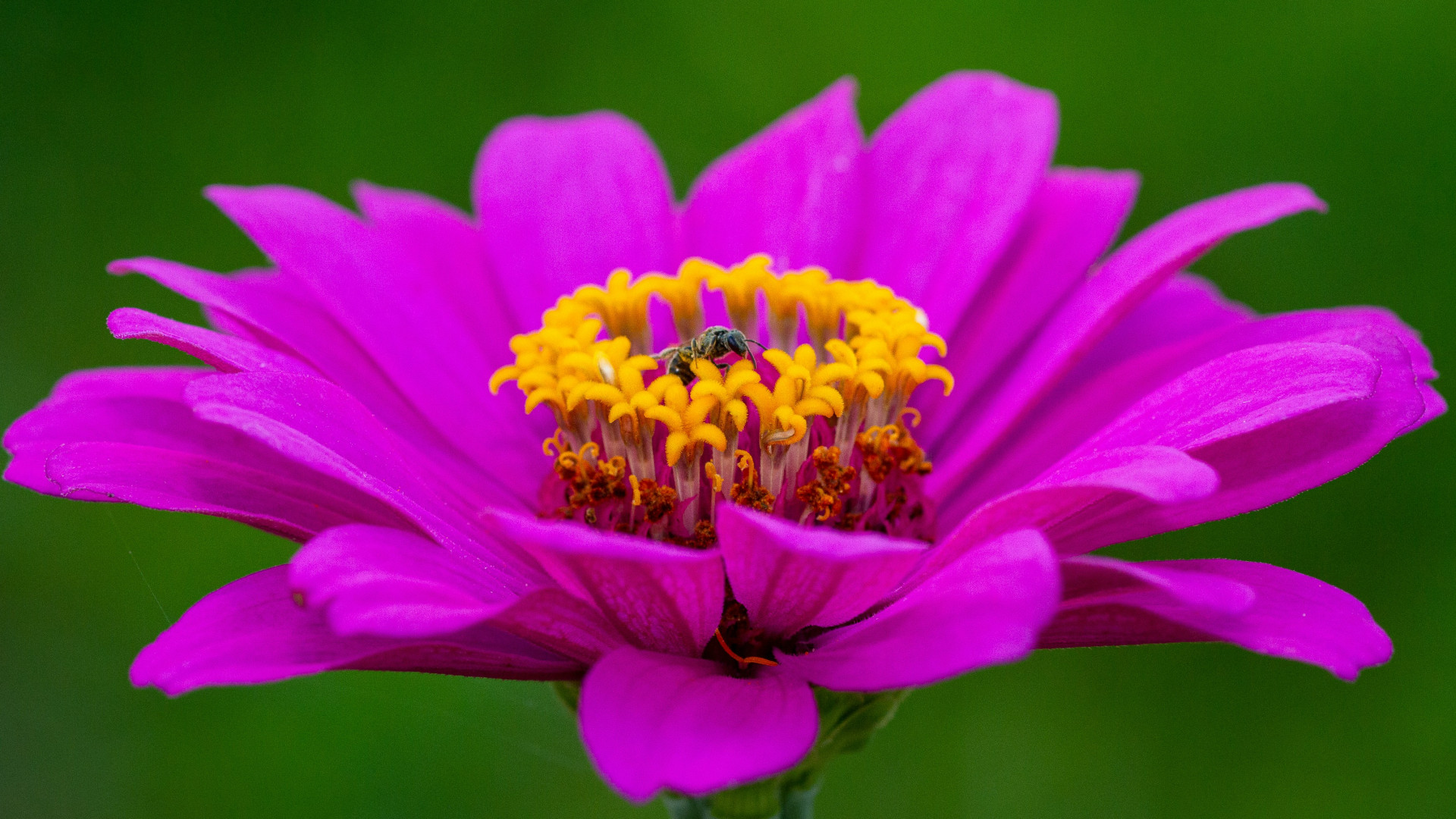 Créez un paradis floral dans votre jardin grâce aux jardinières sur-mesure