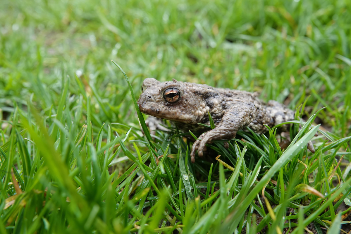 crotte de crapaud