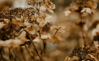 a bunch of flowers that are in the grass