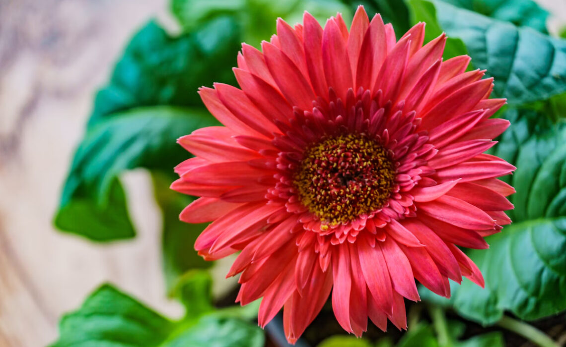 cultiver Gerbera