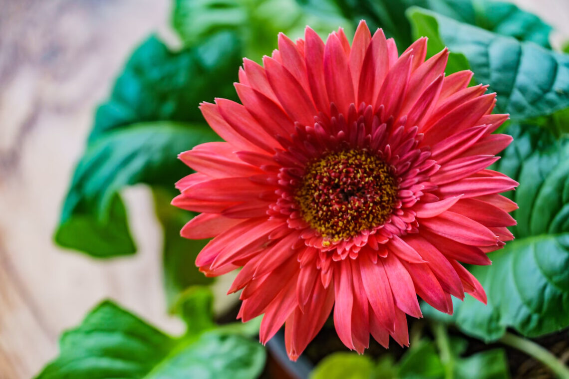 cultiver Gerbera