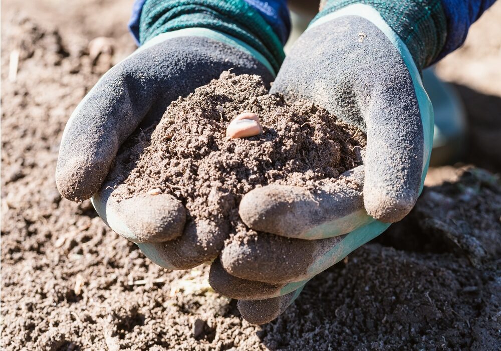 cultiver du CBD dans son jardin