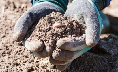 cultiver du CBD dans son jardin