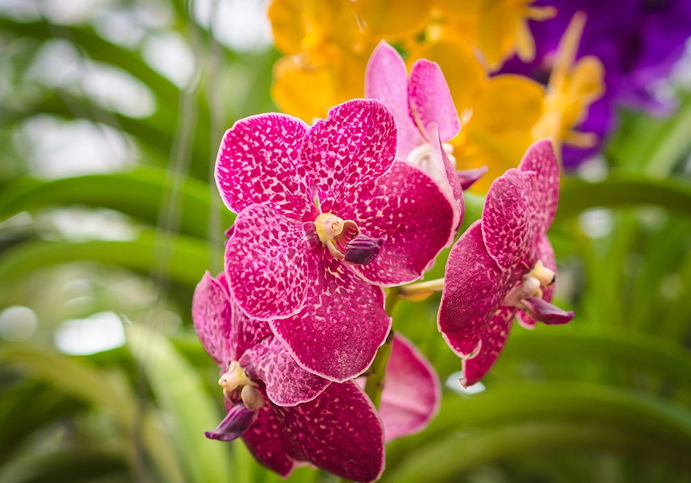 culture orchidée