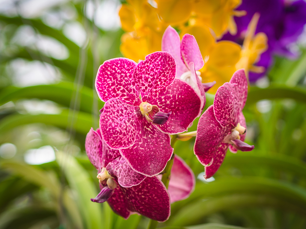 culture orchidée