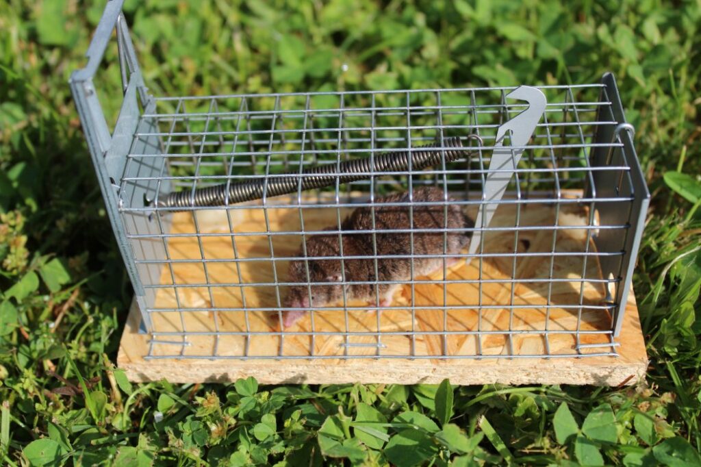 débarasser rat dans logement