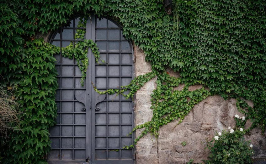 Mur végétal extérieur : comment créer un mur végétal pour une déco