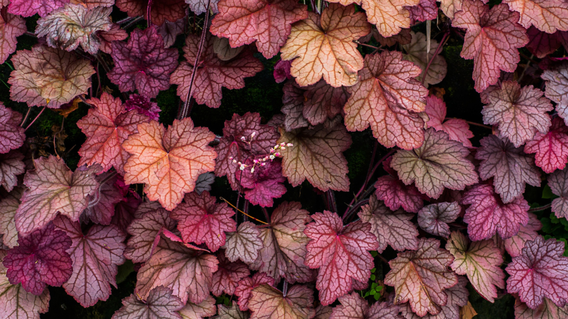 Découvrez la beauté des heuchères pour votre jardin