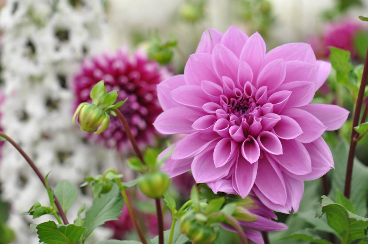 livraison à domicile fleurs dahlia