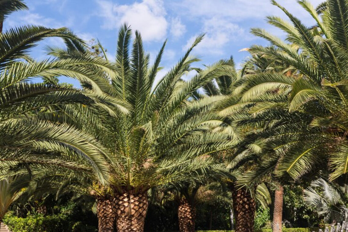 dégradation palmier