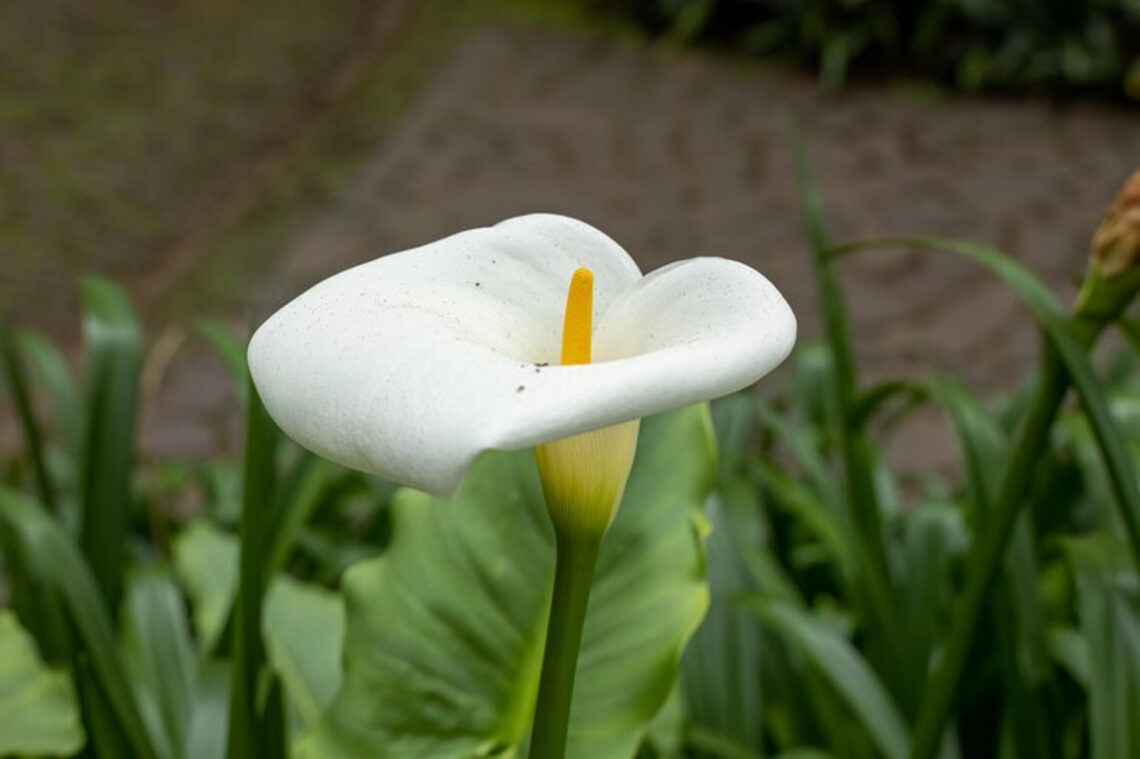 déplacer arum