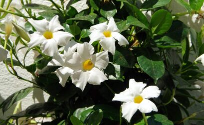 dipladenia fleur