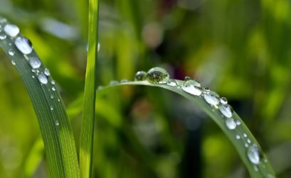 eau de pluie