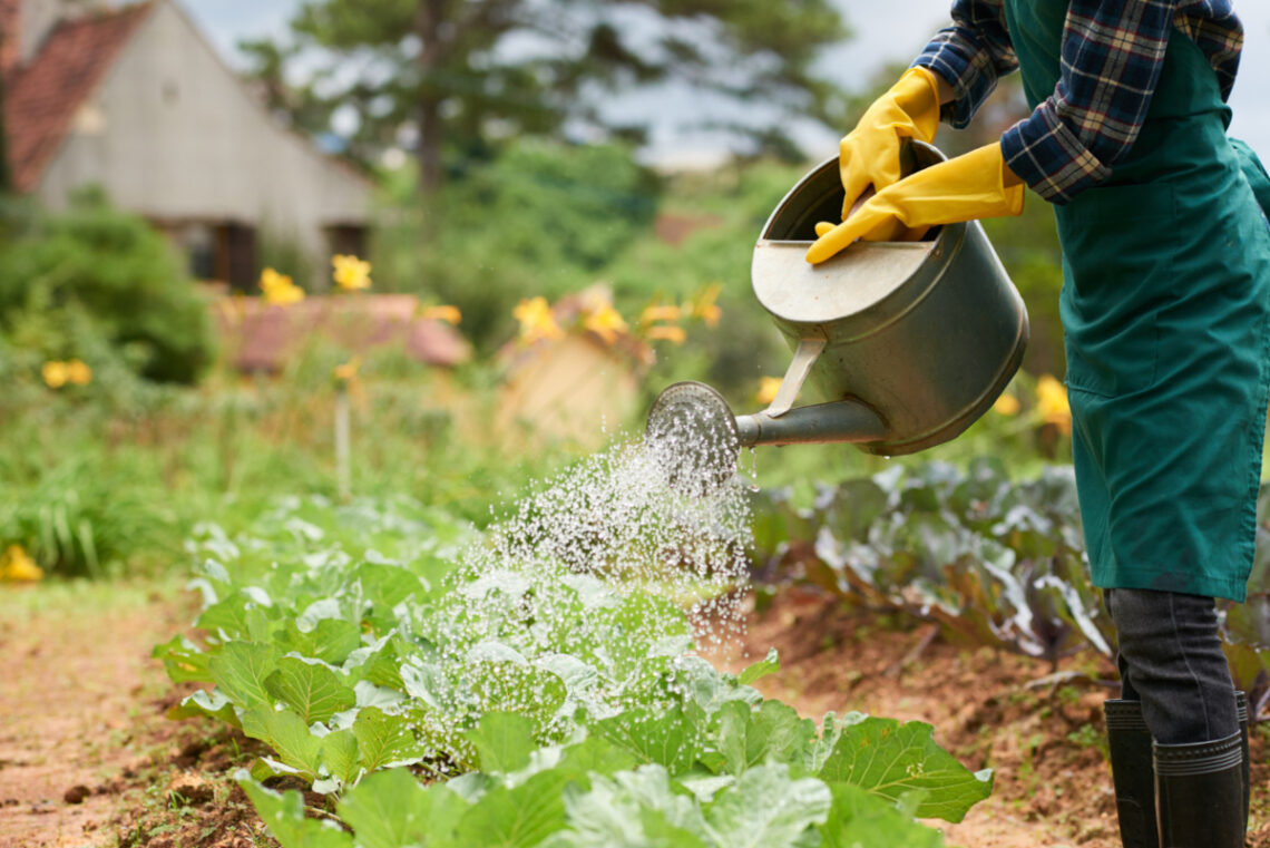 eau potager
