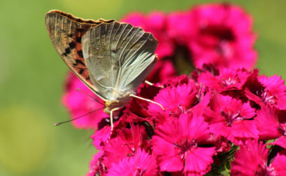 éliminer papillon du géranium