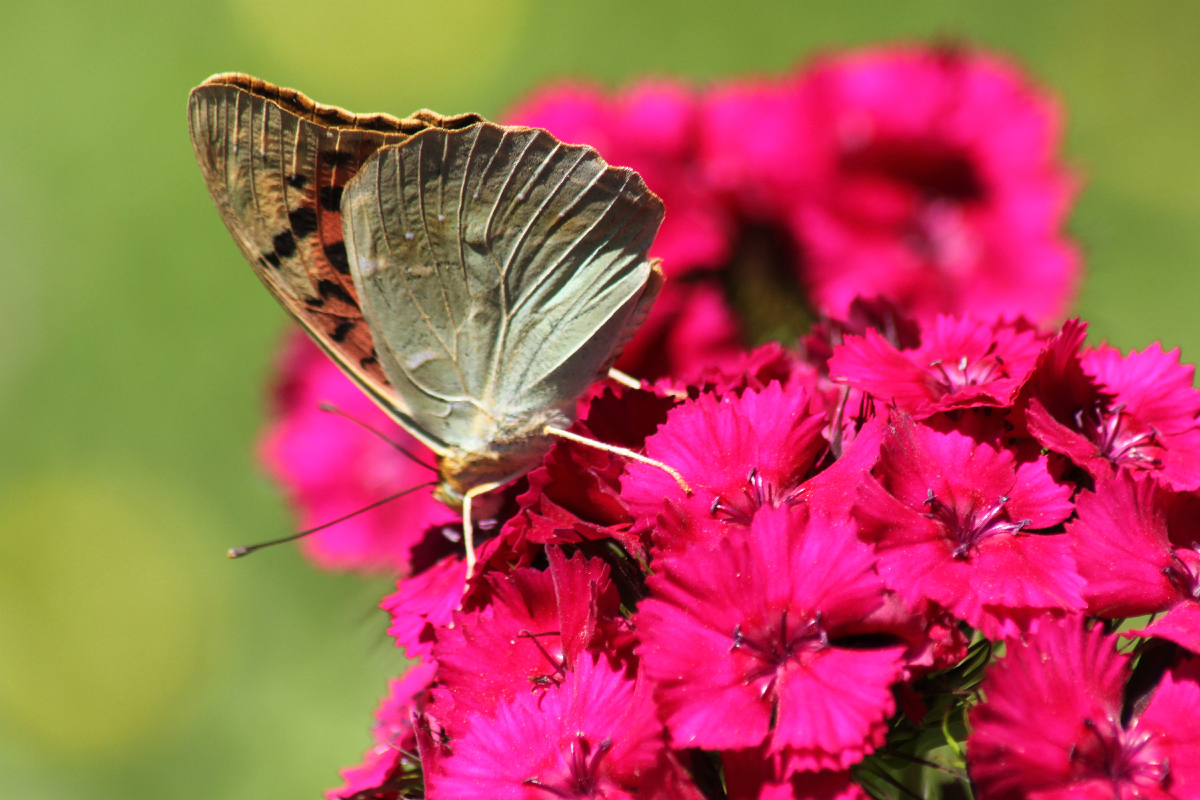 éliminer papillon du géranium