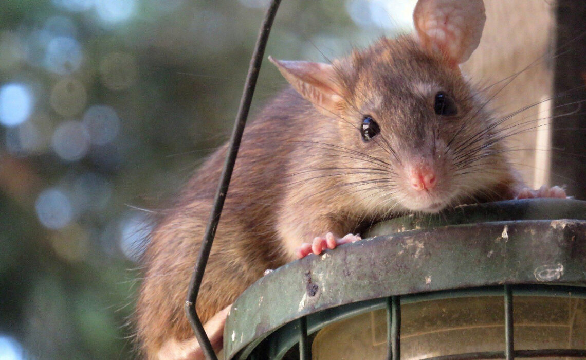 éliminer rongeurs nuisibles