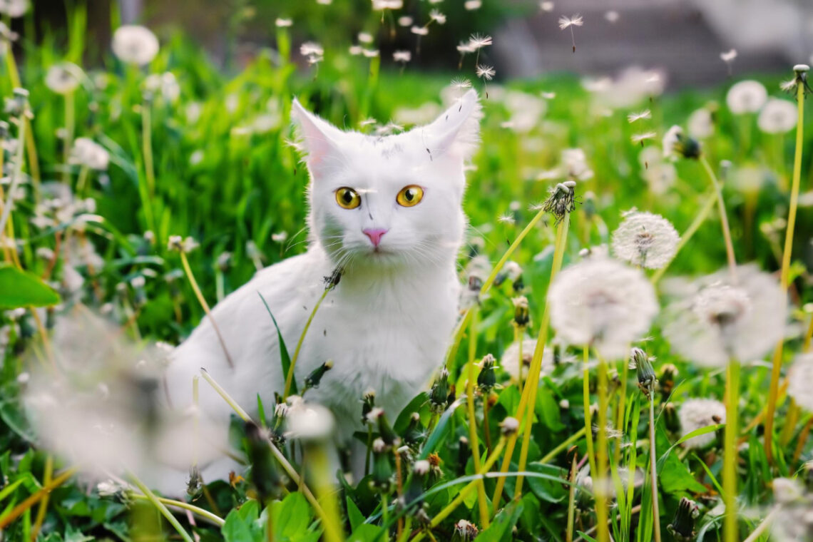 éloigner chat