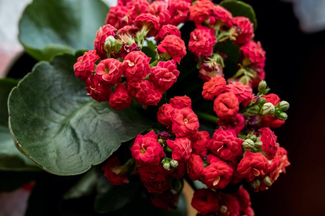 emplacement Kalanchoe blossfeldiana