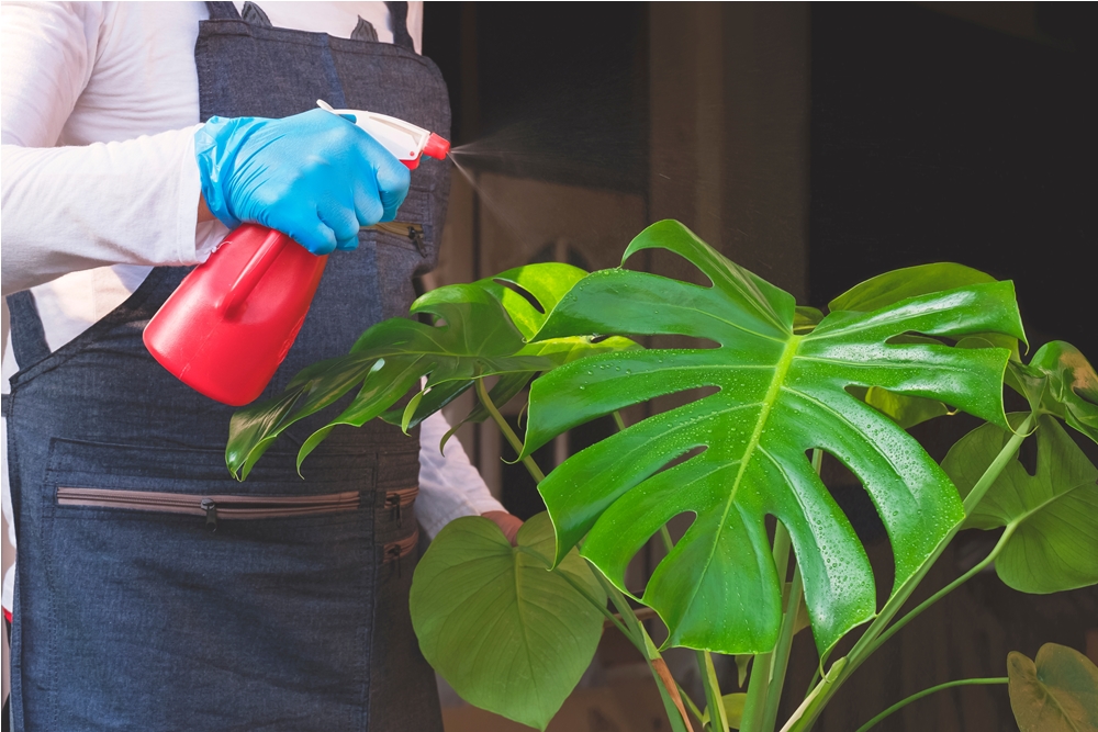 entretenir monstera