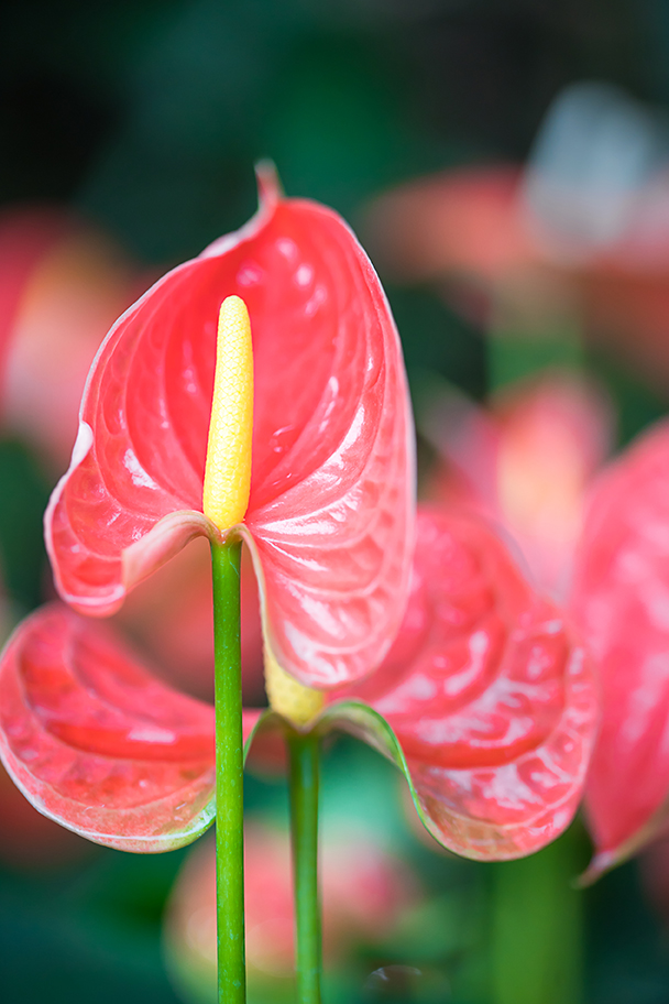 entretien Anthurium