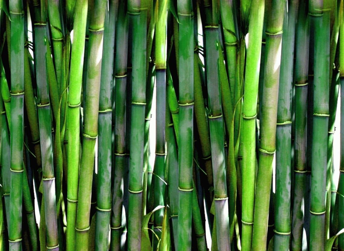 entretien bambou