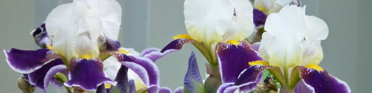 entretien iris