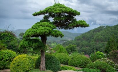 espèces d'arbre