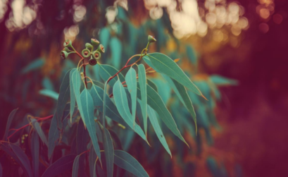 eucalyptus gunnii