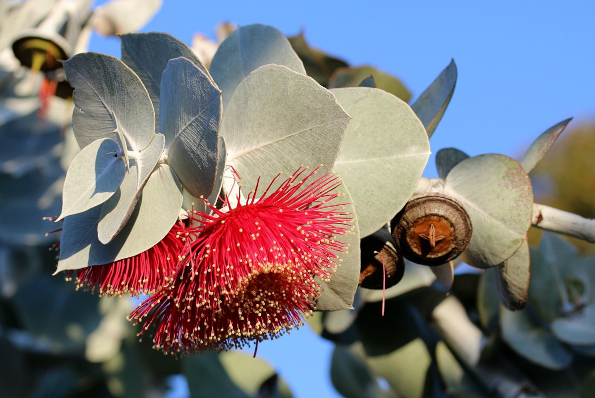 eucalyptus