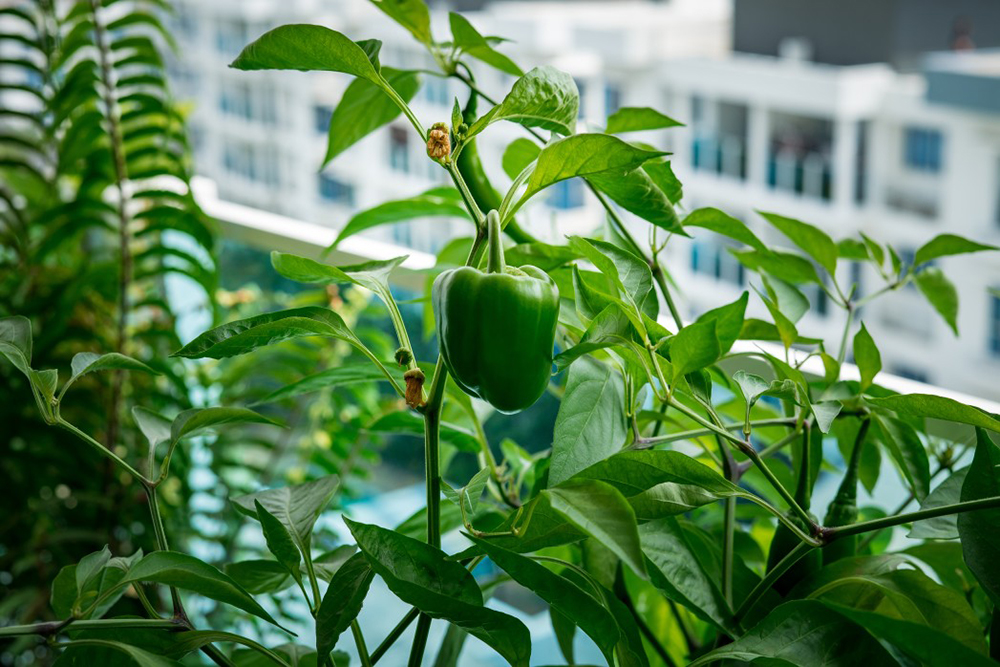 faire un potager