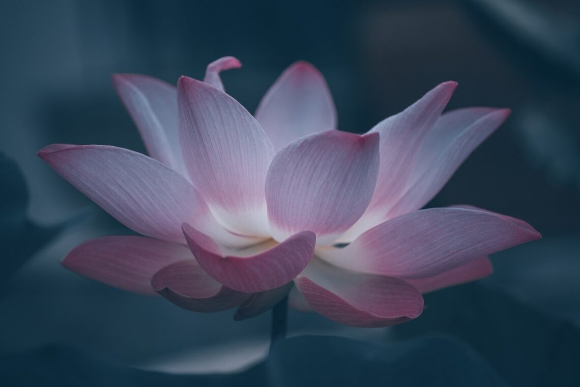 fleur de lotus