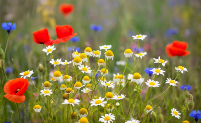 fleur jardin