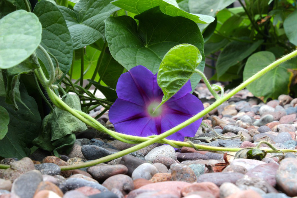 fleurs et galets