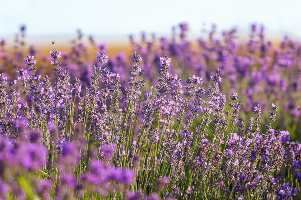 fleurs sans entretien