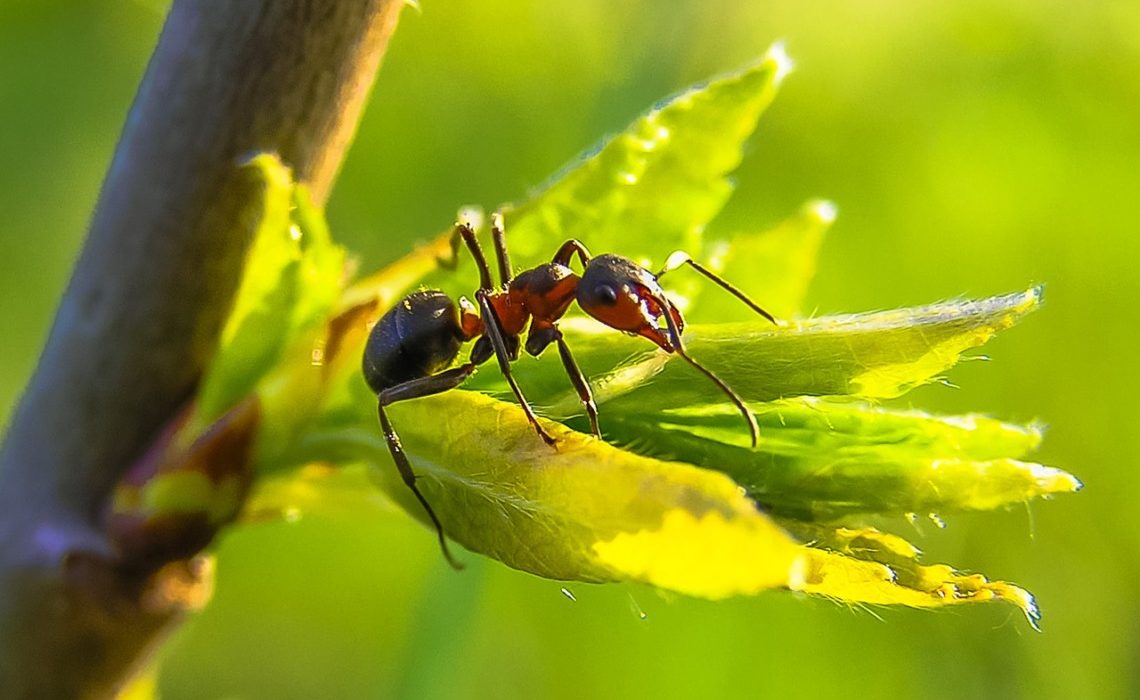 fourmis dans le jardin