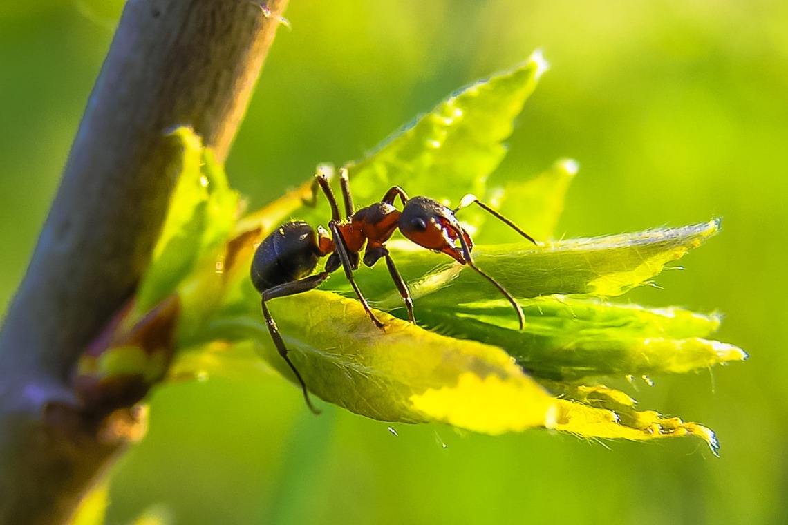 Quelques méthodes naturelles pour se débarrasser des fourmis dans le jardin