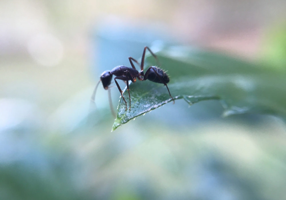 fourmis dans le jardin