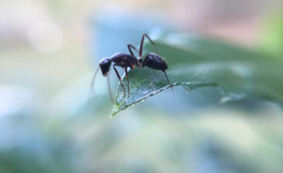 fourmis dans le jardin