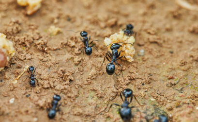 fourmis jardin