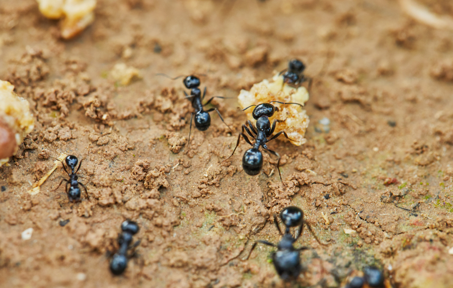 fourmis jardin