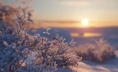 froid polaire