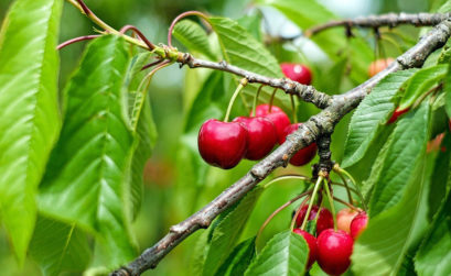 fruits rouges