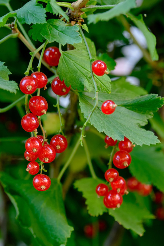 fruits rouges printemps