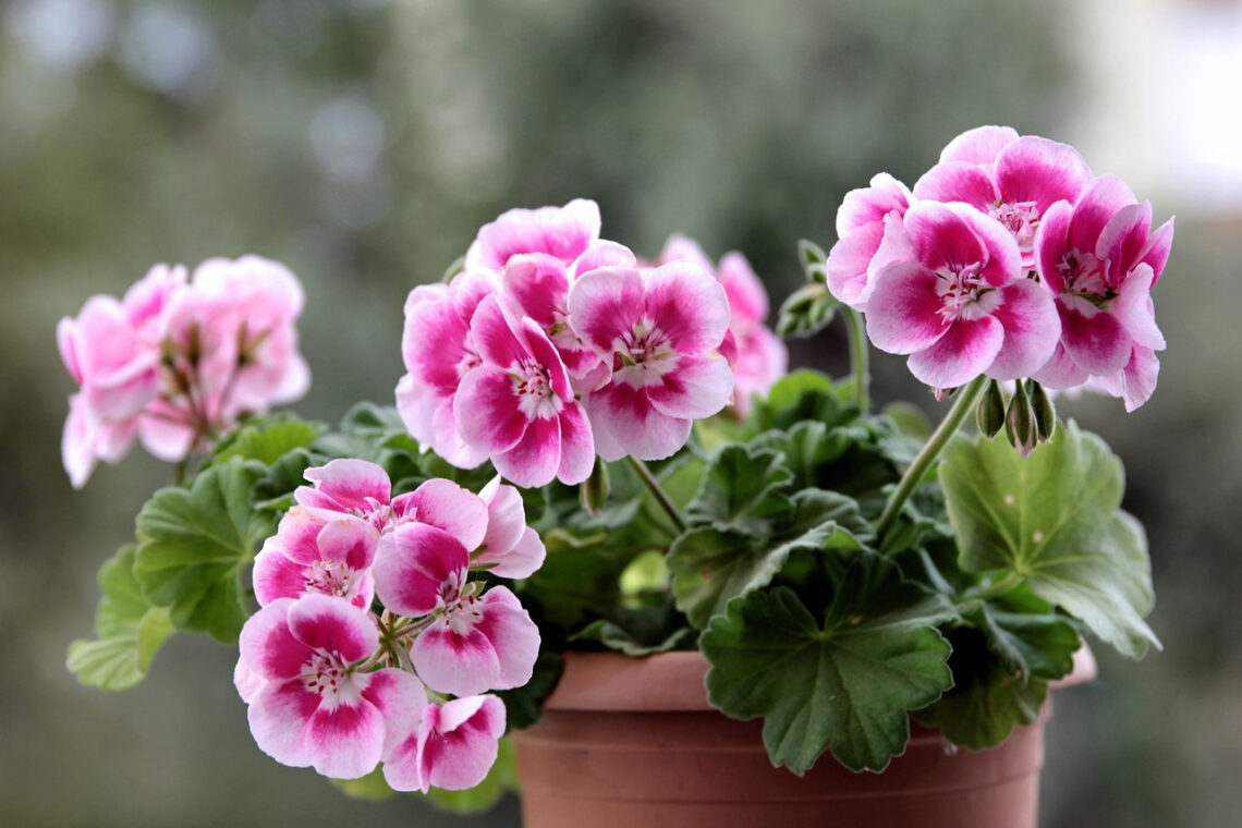 géranium