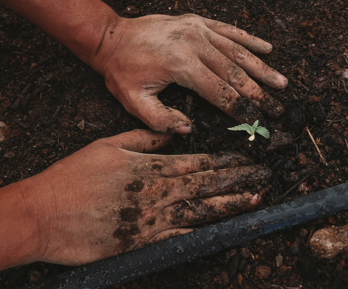 germination graine