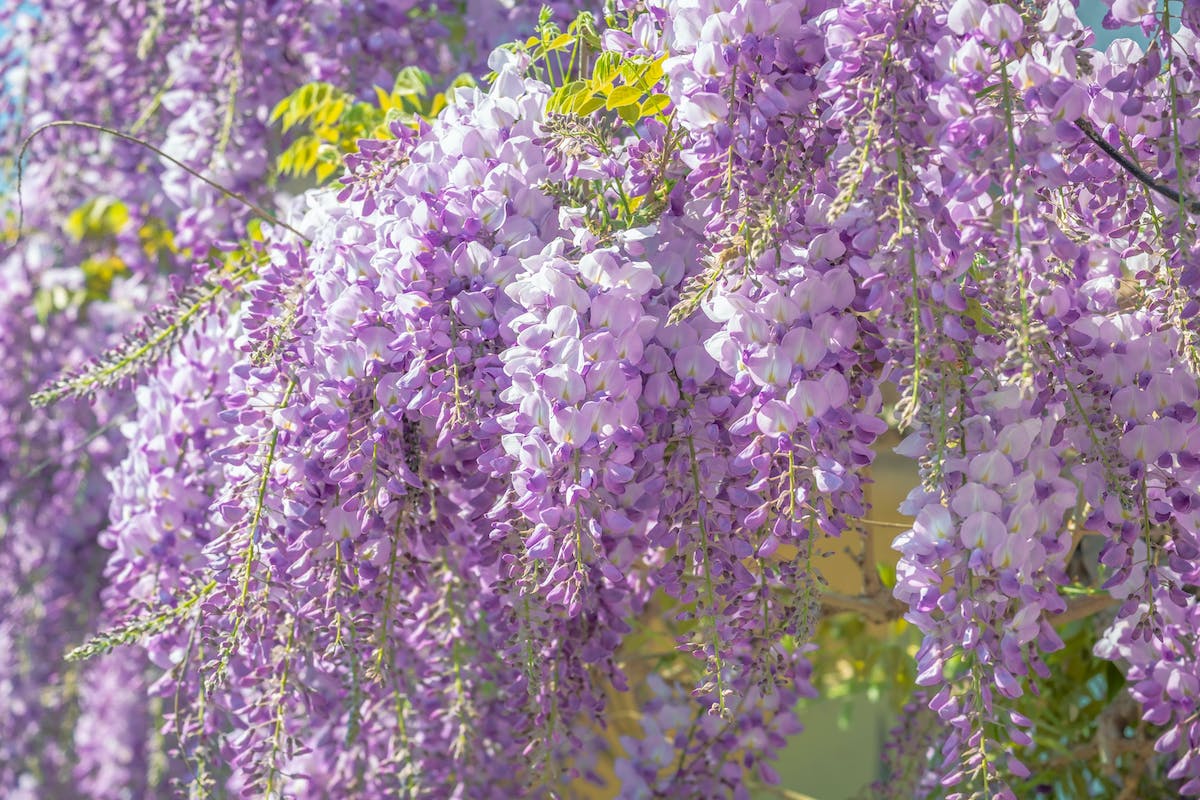 glycine jardin