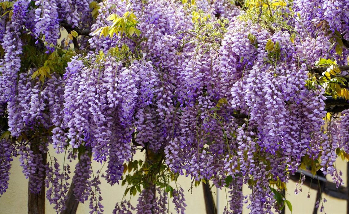 graines de glycine