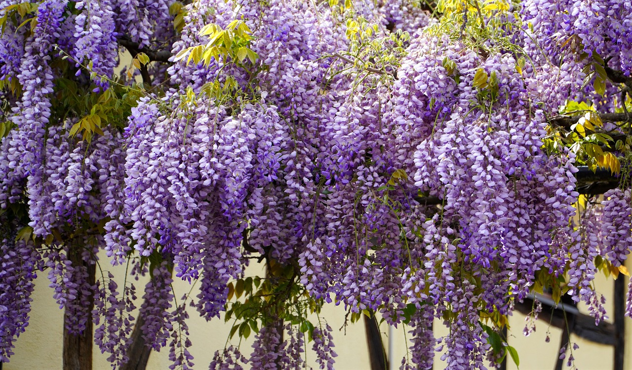 graines de glycine